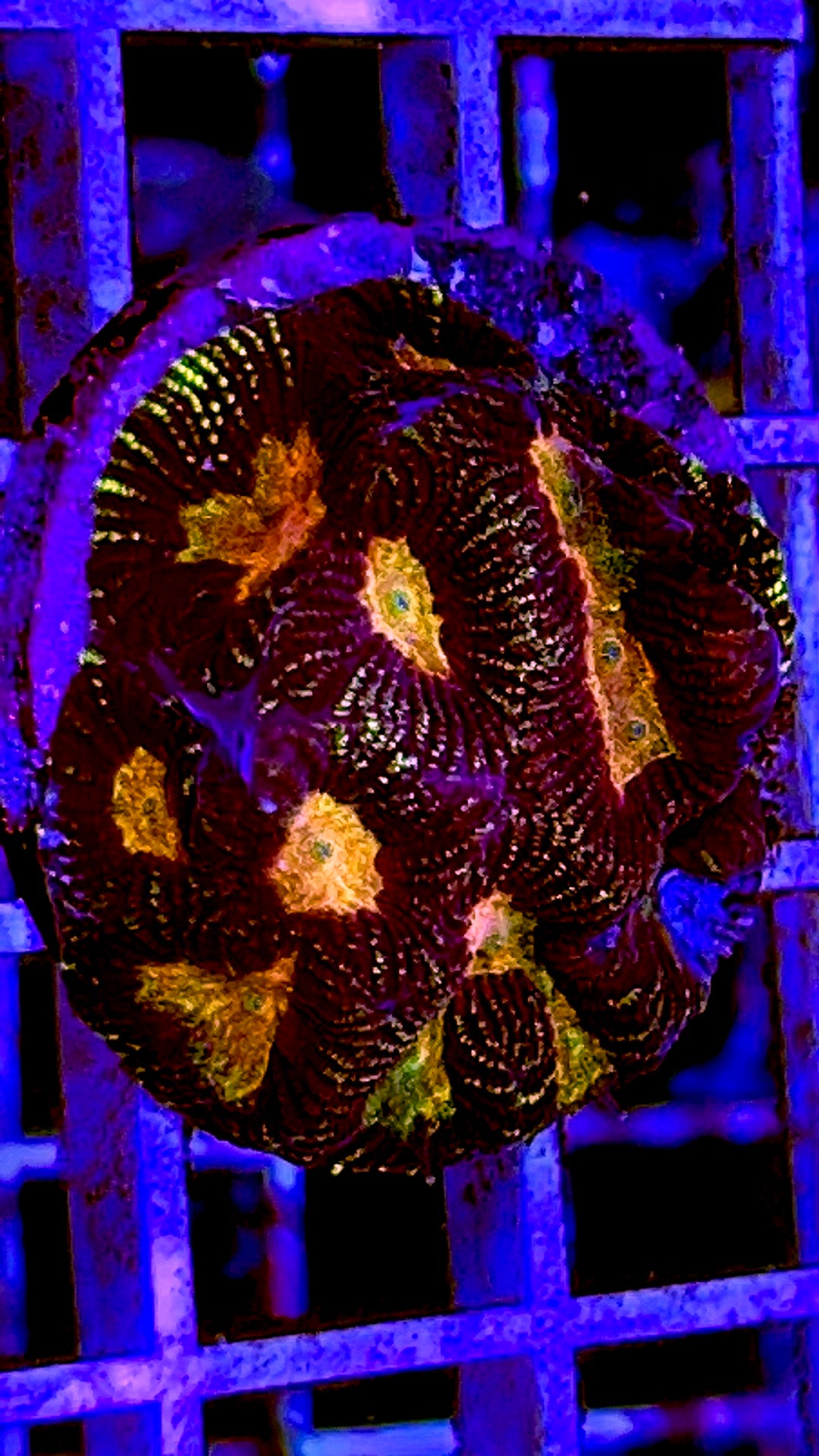 VA Orange Eye Platygyra