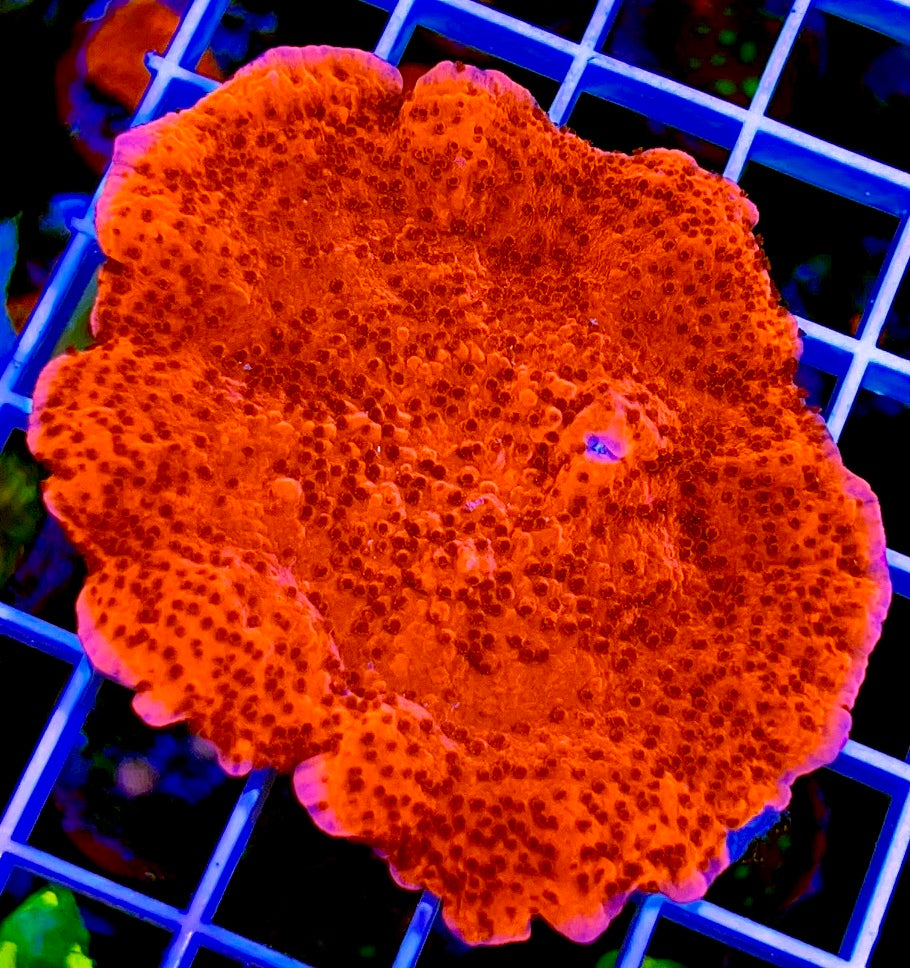 Red Candy Cap Montipora Size: L Approx 1" to 2" Diameter