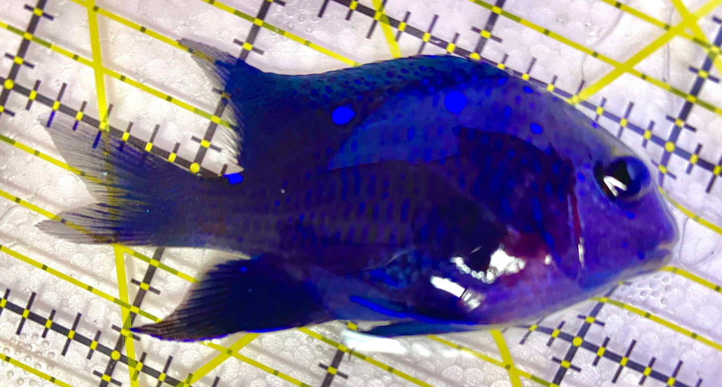 Giant Damselfish (Costa Rica)