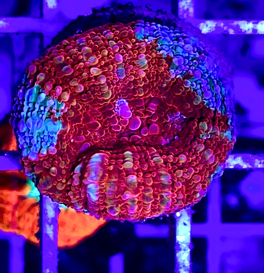 Acan Bowerbanki Red