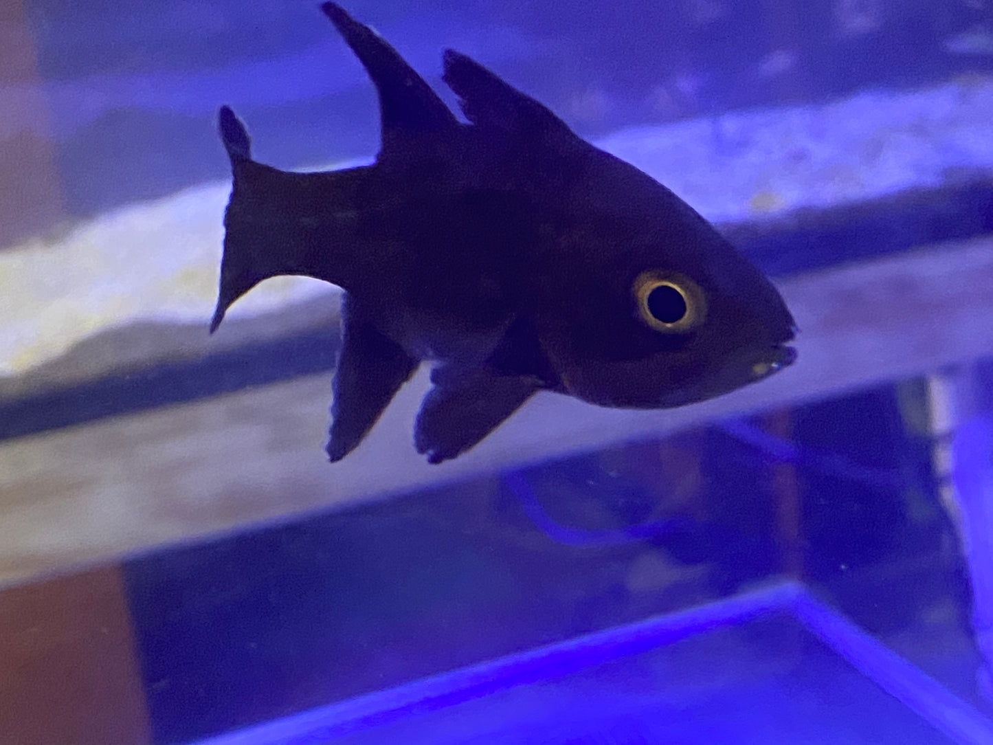 Jet Black Cardinal Fish Size: L 4" to 5"