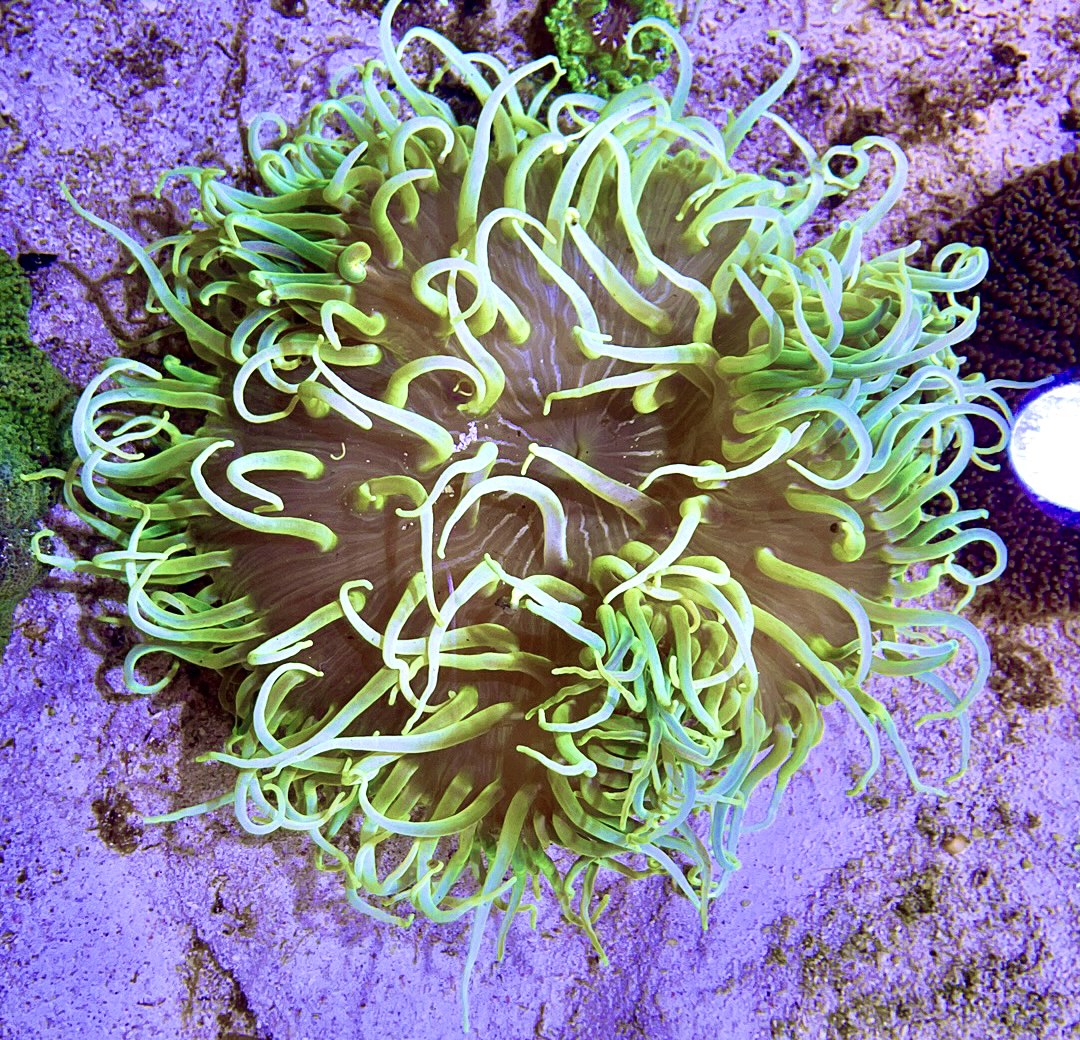 Long Tentacle Anemone Size S: 2" to 3"