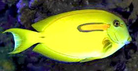 Orange Shoulder Tang Juvenile Size: M 3" to 4"