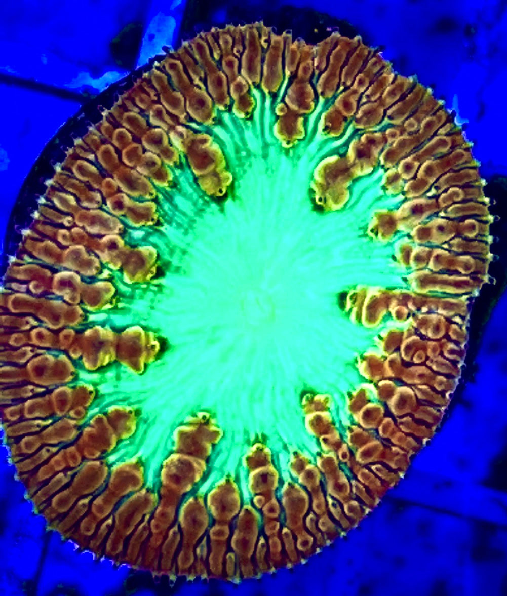 Red Rim Green Toxic Eye Blasto