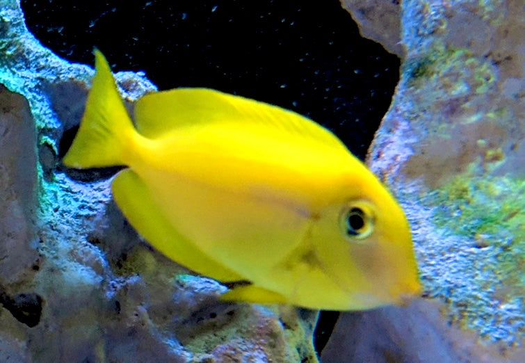 Orange Shoulder Tang Juvenile Size: S 2" to 3"