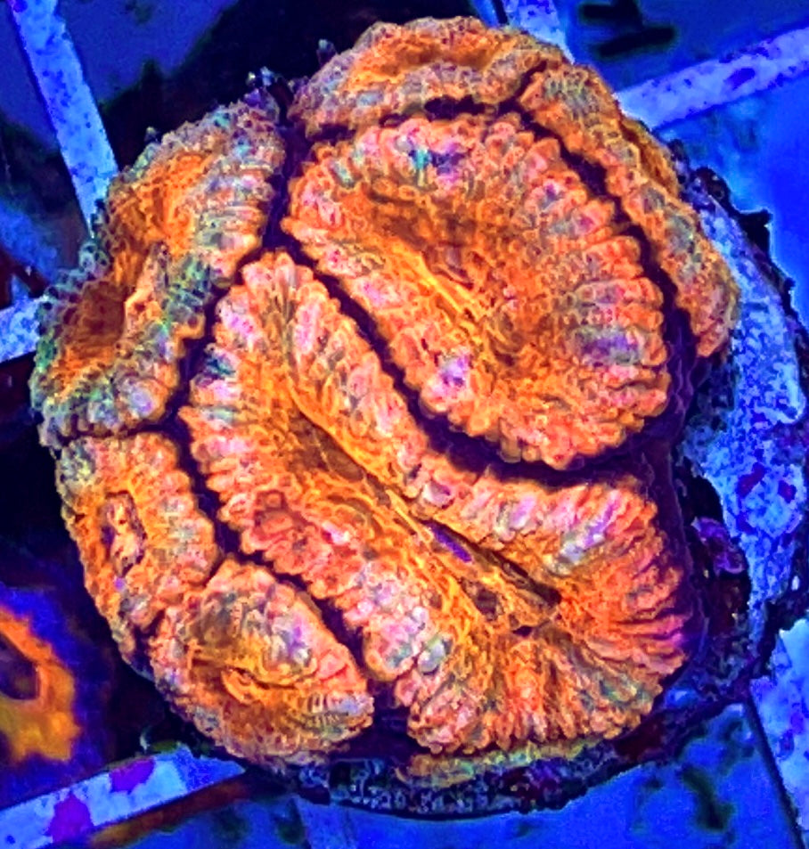 Micromussa Acan (Red)