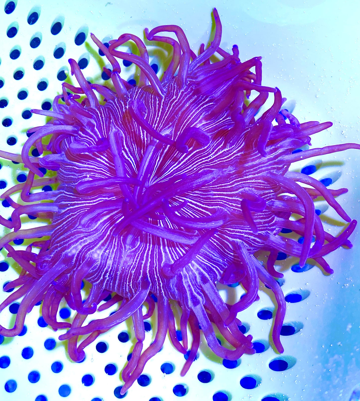 Long Tentacle Anemone Size S: 2" to 3"