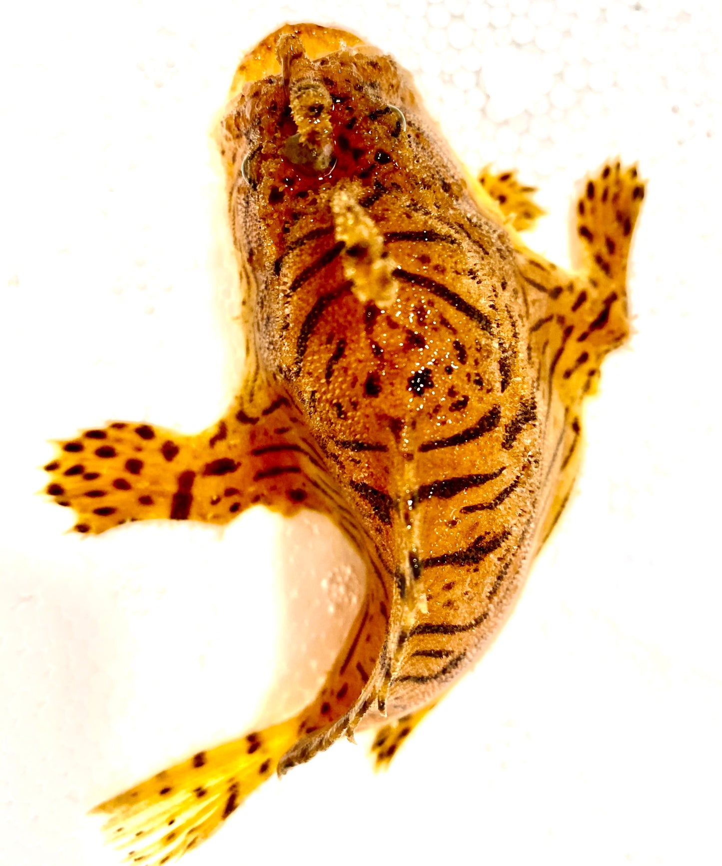 Striated Anglerfish Size: ML 4" to 5"