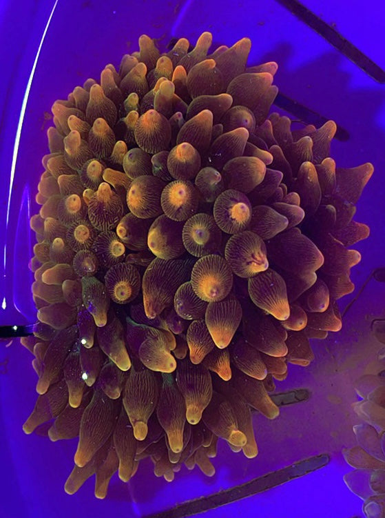 Rose Bubble Tip Anemone Grade B