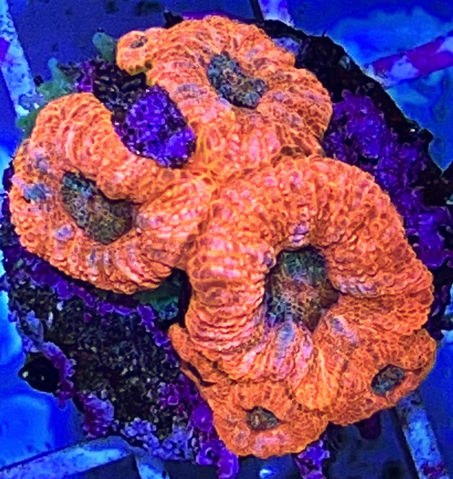 Micromussa Acan (Red)