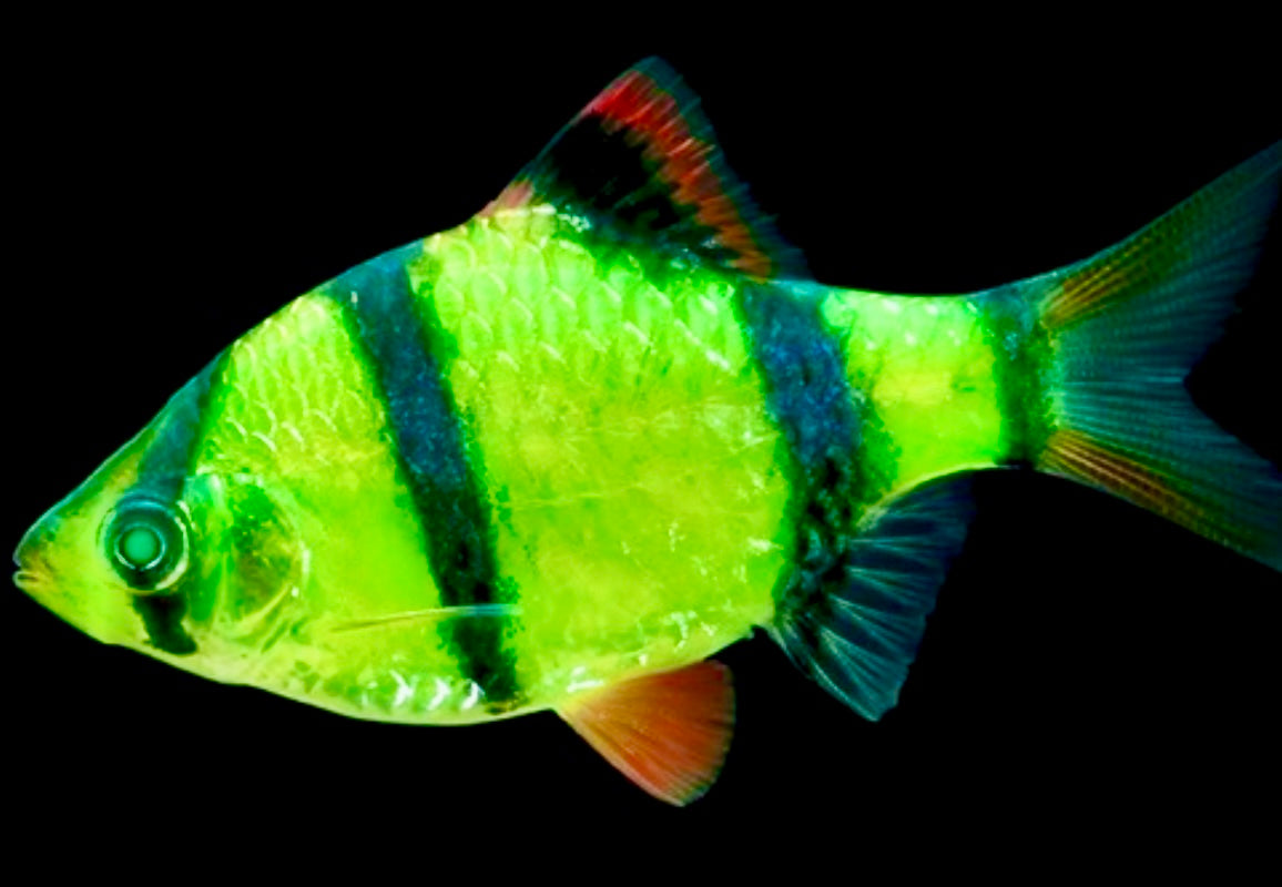 Barb Tiger Electric Green