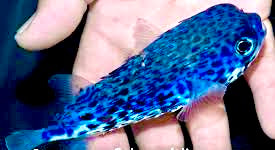 Rare Blue Pelagic Porcupine Puffer (Deepwater) Size: XL 5" to 6"