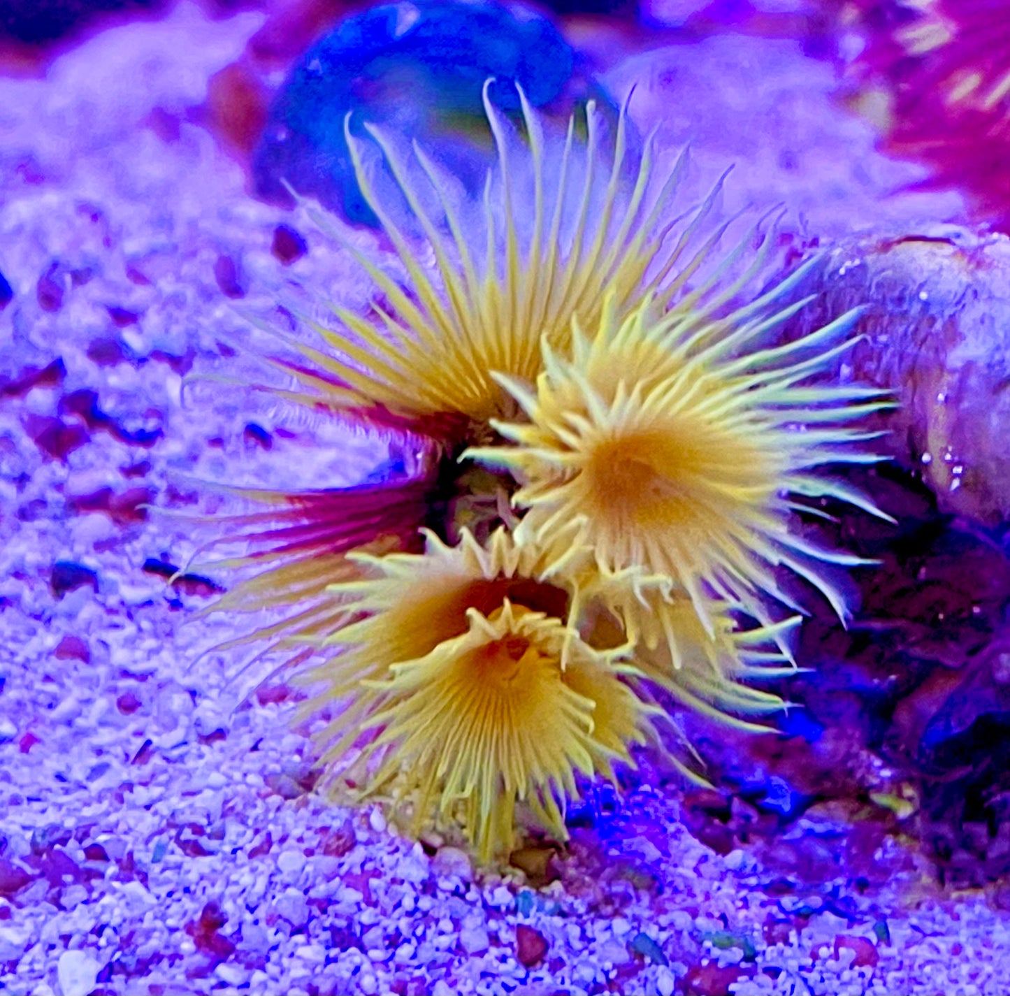 Royal Golden Yellow Feather Duster - Violet Aquarium