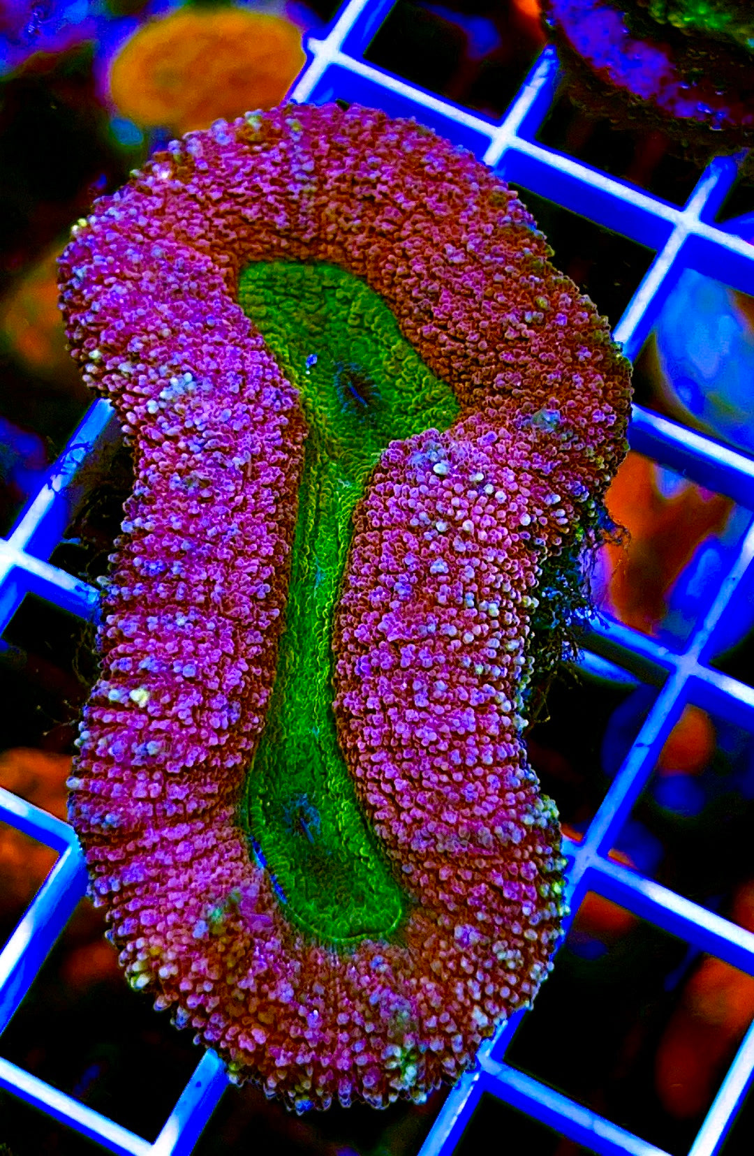 Indo Purple / Green Eye Lobophyllia