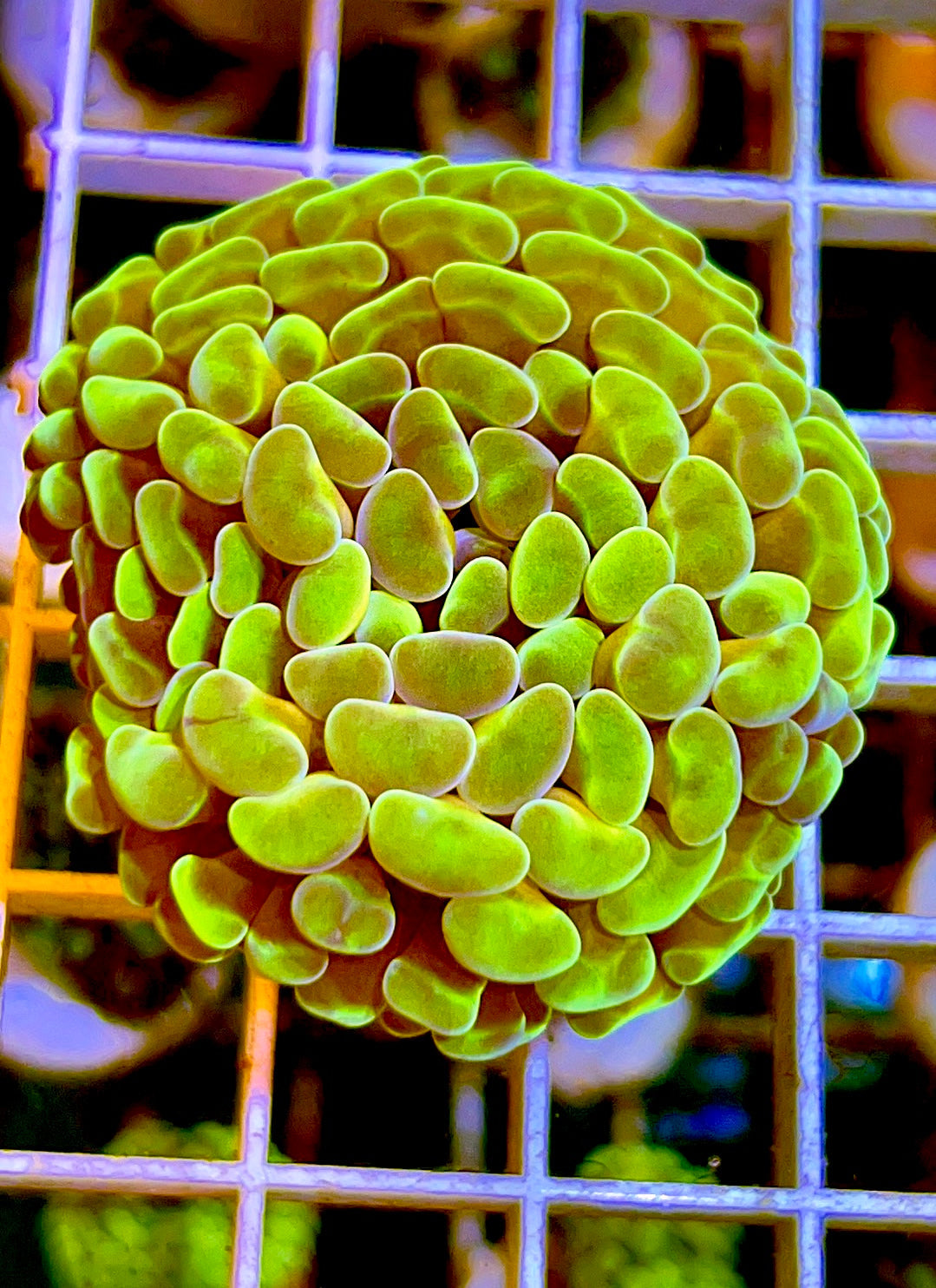 Indo Branching Hammer Coral
