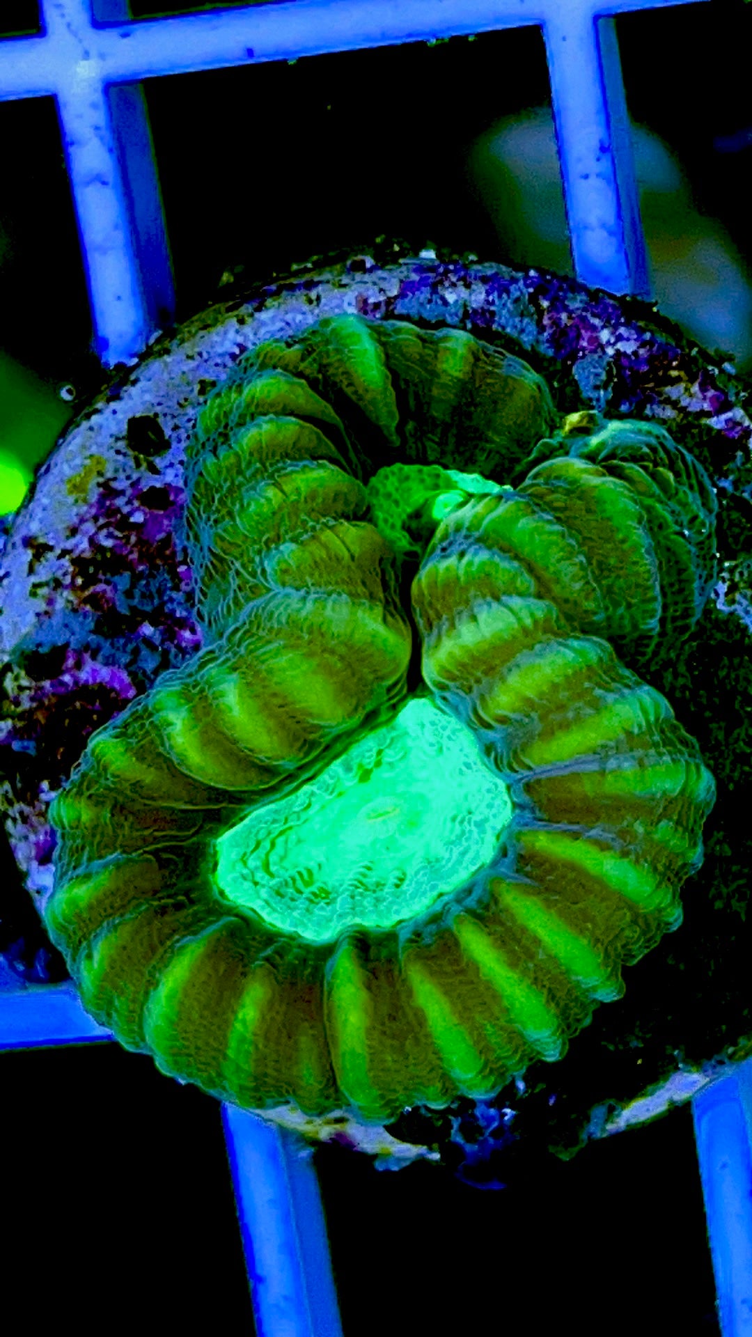 Toxic Spill Candy Cane