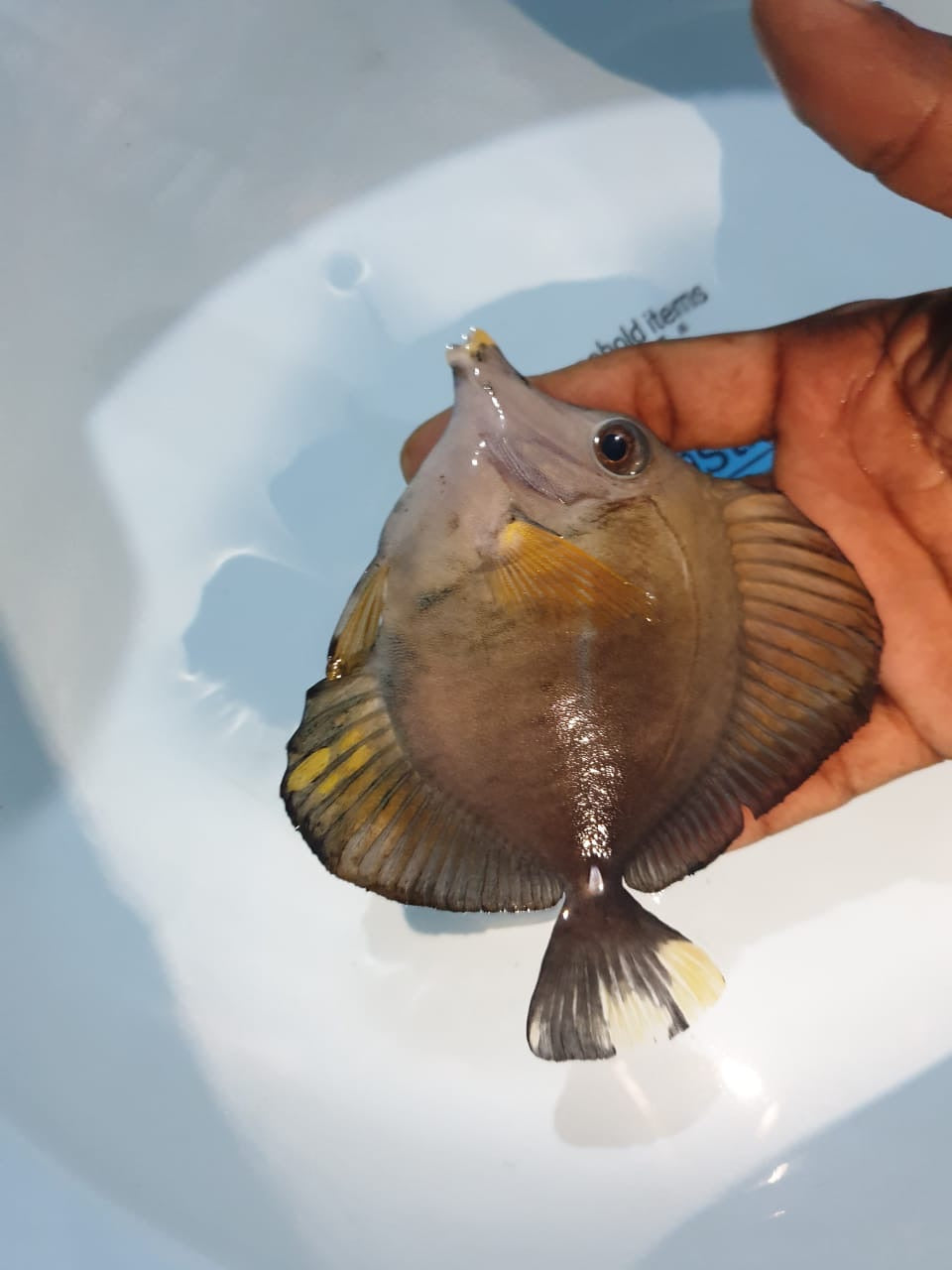 Calico Tricolor Scopas Tang Size: M 3" to 4"