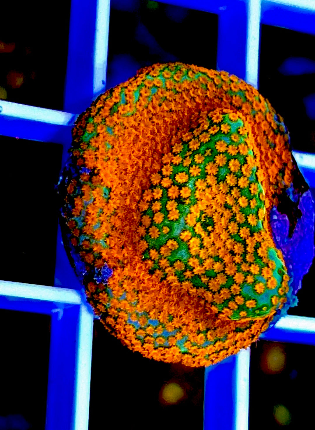 VA Chilli Pepper Monti