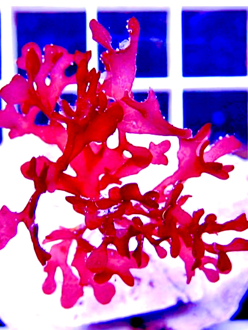 Pom Pom Algae Bunch (Each)