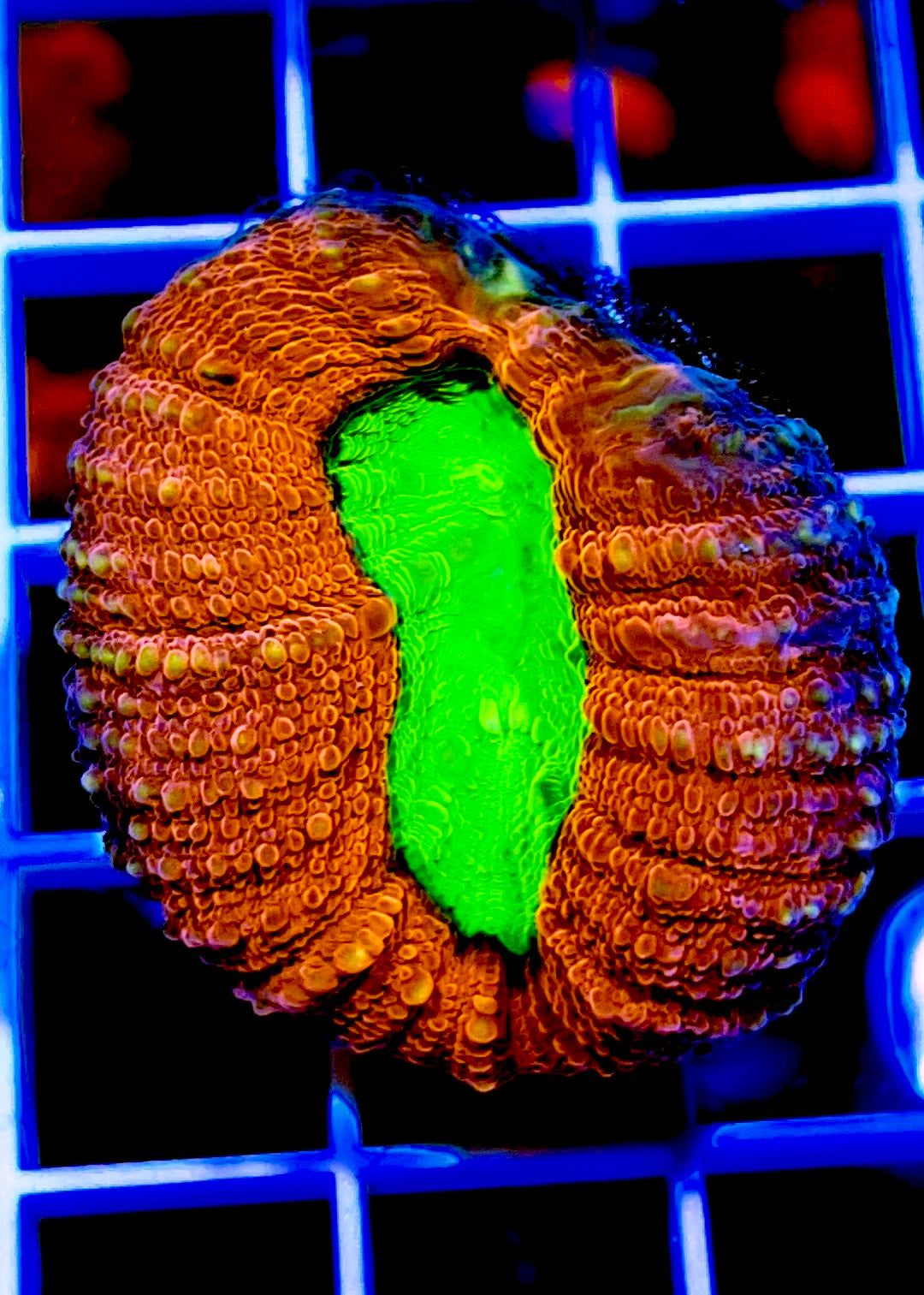 Aussie Red Green / Green Eye Lobophyllia