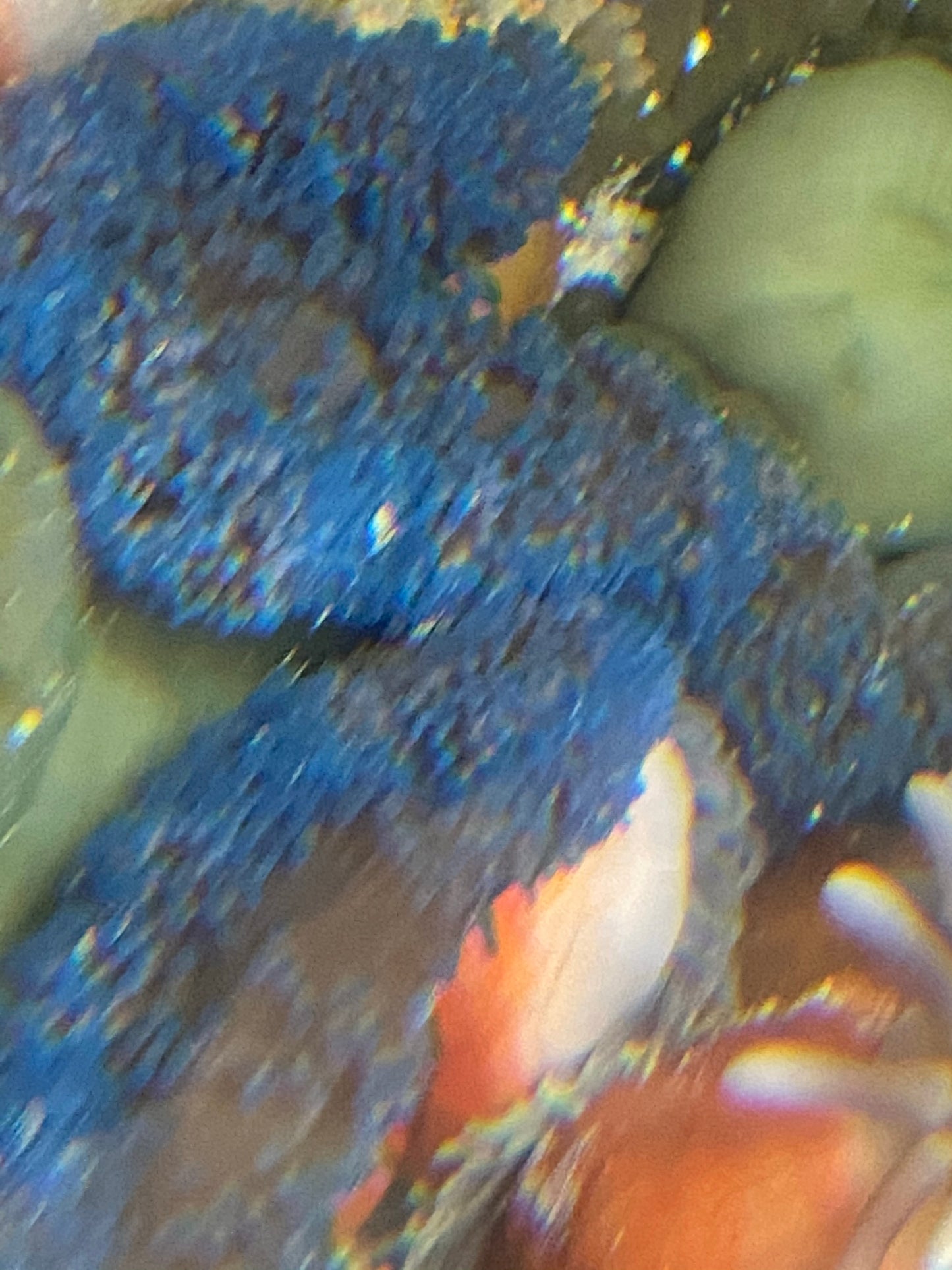 Purple Carpet Anemone