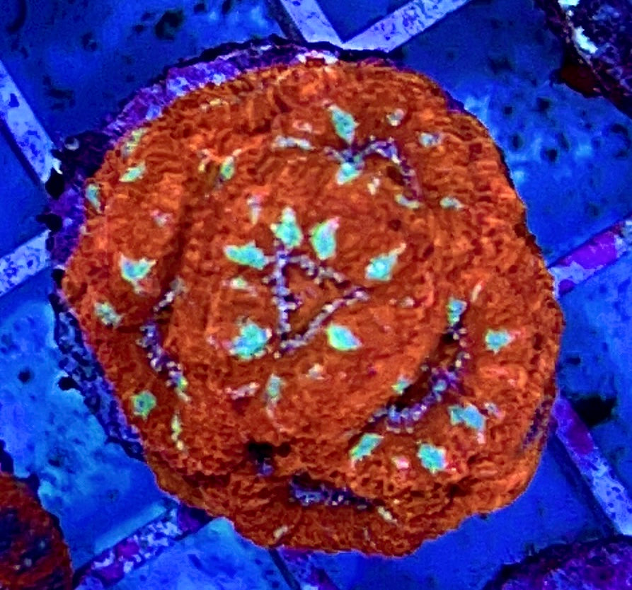 Micromussa Acan (Red)