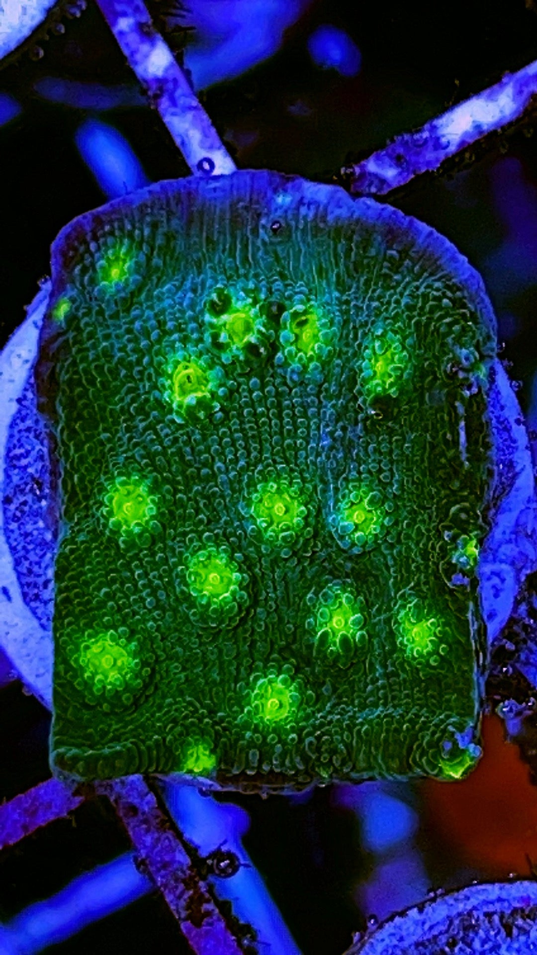 VA Hollywood Stunner Chalice