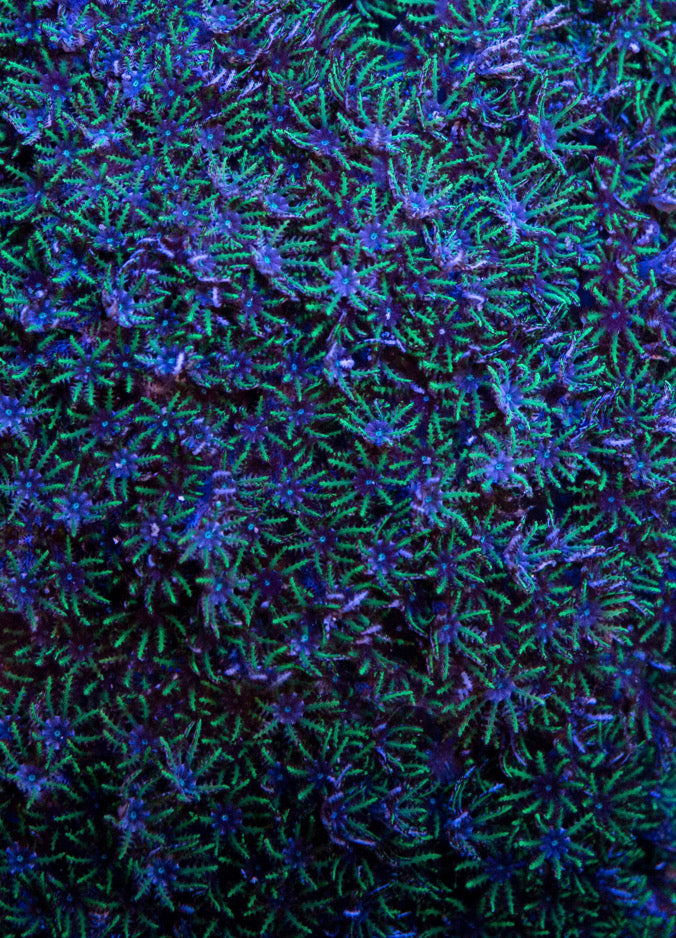 Neon Aussie Blue Sympodium Polyp