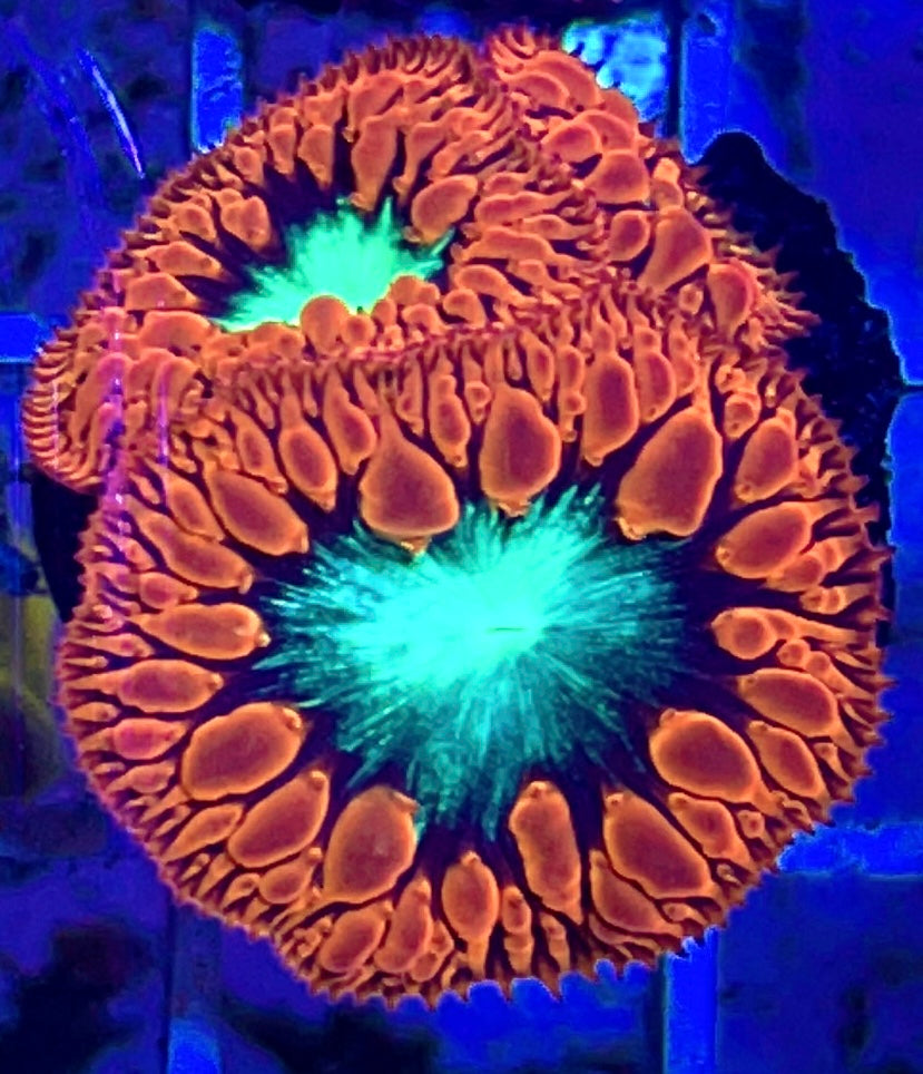 Red Rim Turquoise Eye Blasto