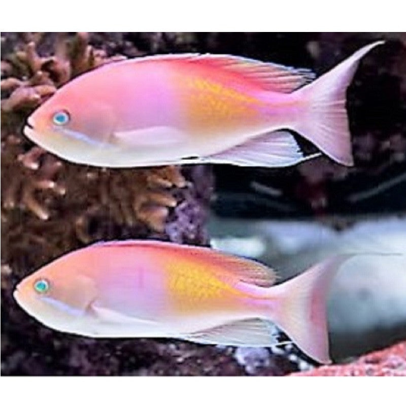 Red Fairy Anthias - Violet Aquarium