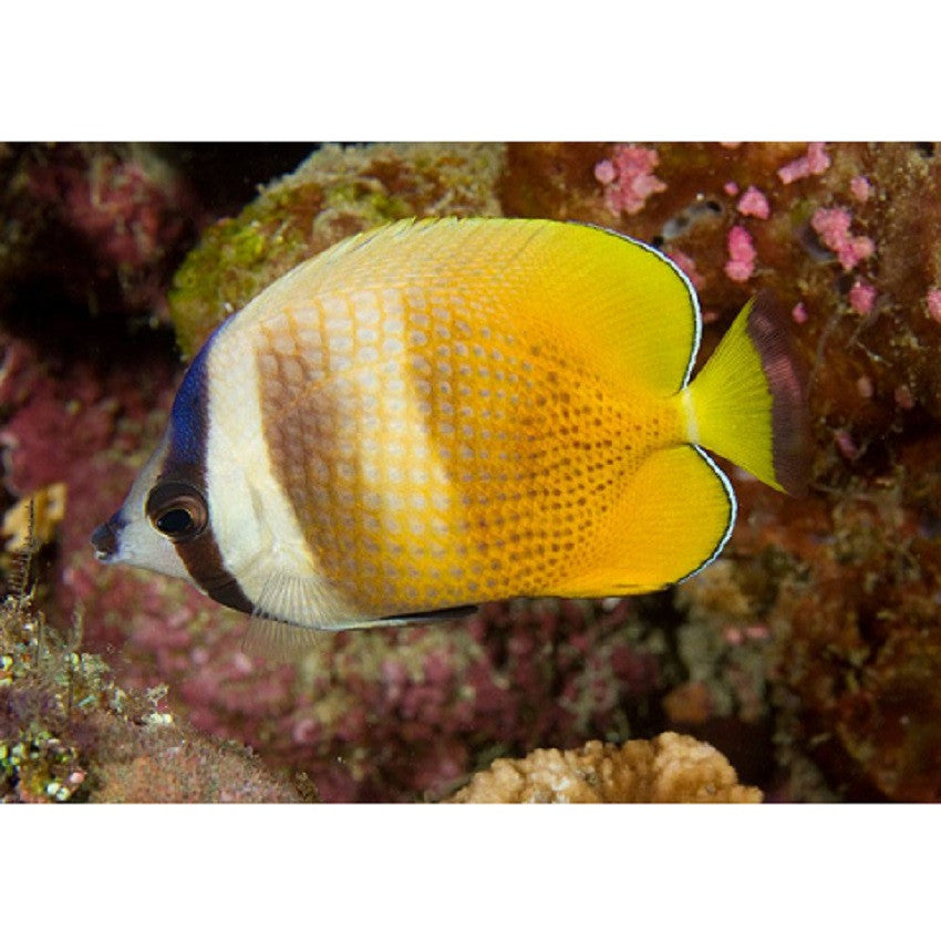 Klein's Butterflyfish - Violet Aquarium