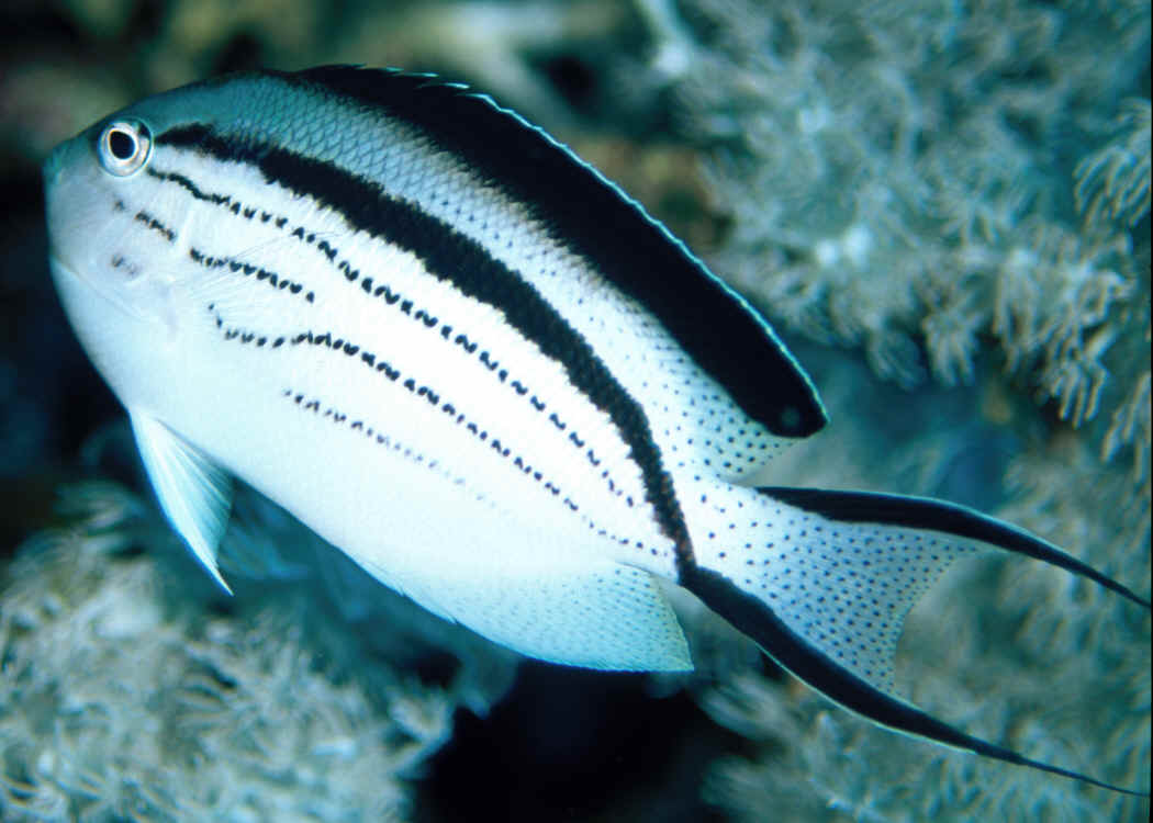 Lamarck Angelfish - Violet Aquarium