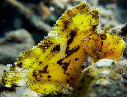 Yellow Whiskered Prowfish