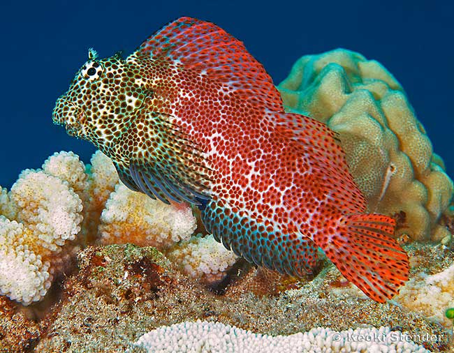 Leopard Rockskipper Blenny