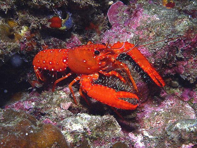 Purple Lobster - Violet Sea Fish and Coral