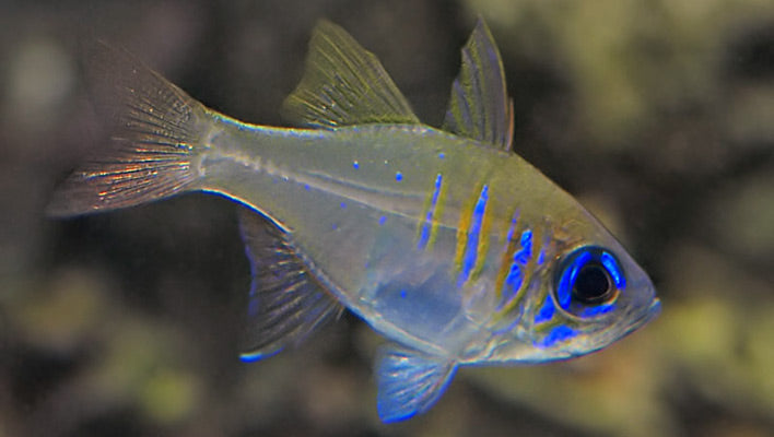 Longspine Bue Eye Cardinal Fish - Violet Aquarium