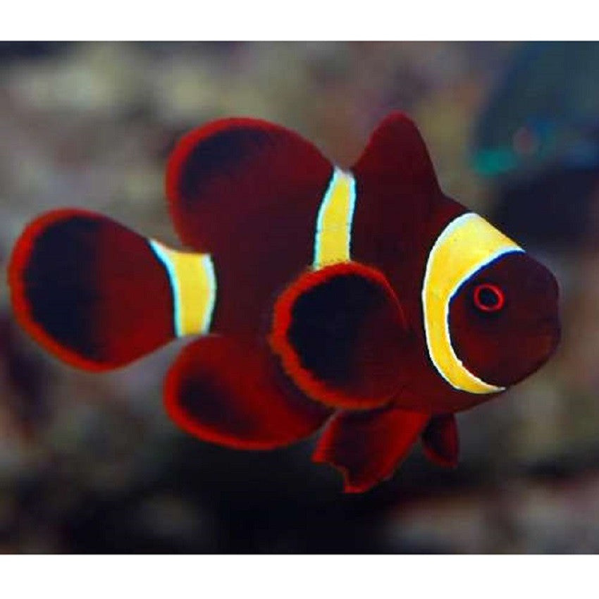 Gold stripe Maroon Clownfish - Violet Aquarium