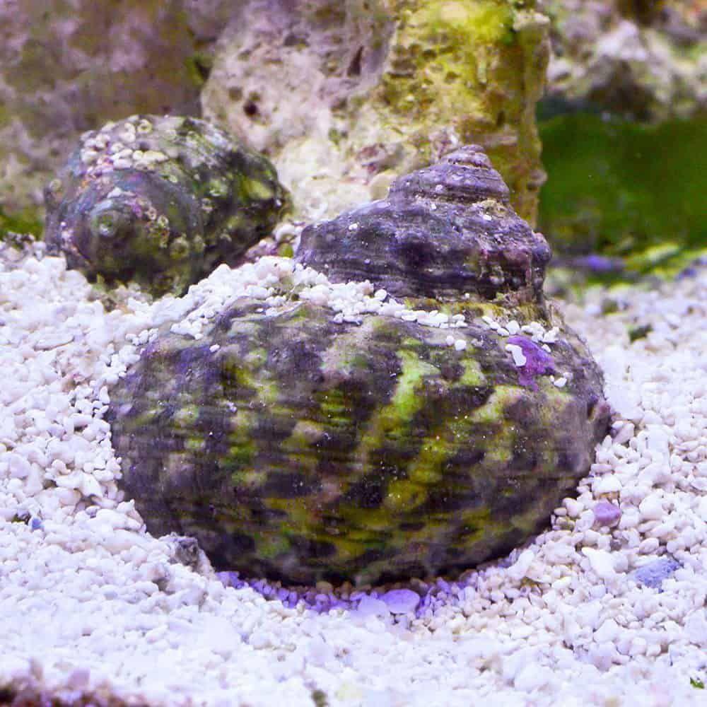 Turbo Snail - Violet Aquarium