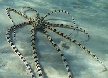 True Mimic Octopus (Rare) Size: XL 12" to 14"