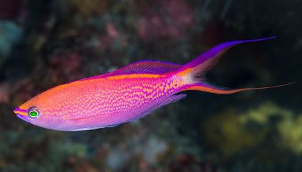 Smithvaniz Anthias