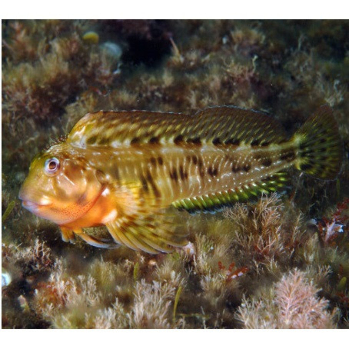 Molly Miller Blenny - Violet Aquarium