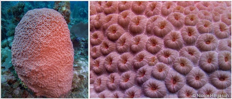 Montastrea Coral - Violet Sea Fish and Coral
