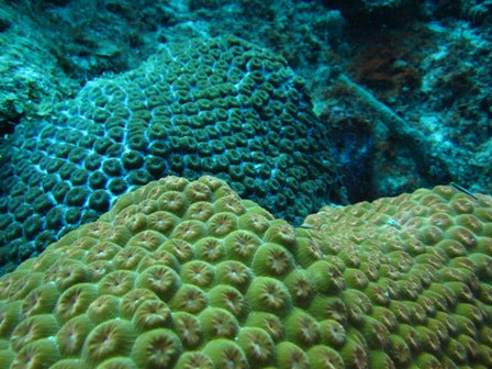 Montastrea Coral - Violet Sea Fish and Coral