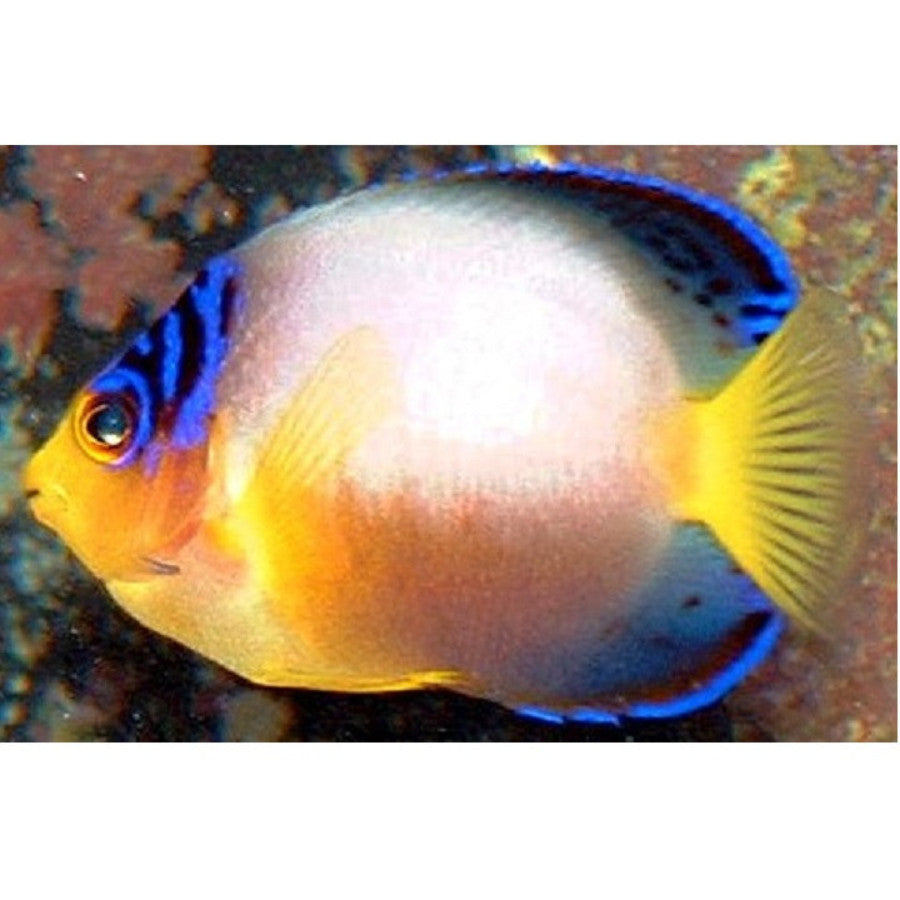 Multicolor Angelfish - Violet Aquarium