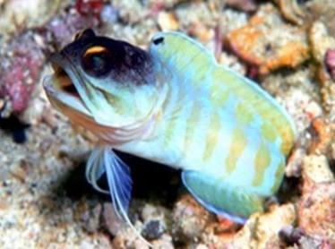 Tiger Jawfish - Violet Sea Fish and Coral