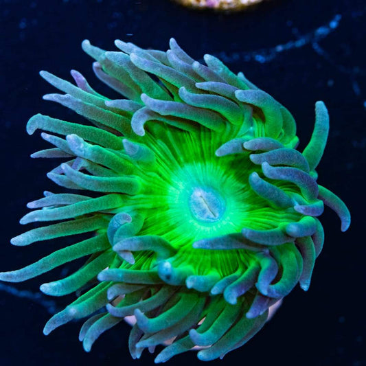 WWC Neon Duncan Coral - Violet Sea Fish and Coral
