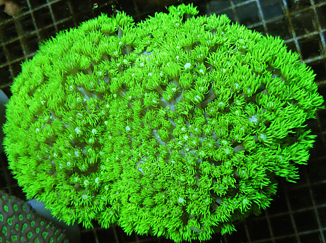 Goniopora Coral (Green) - Violet Sea Fish and Coral