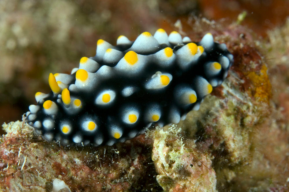 Elegant Nudibranch - Violet Sea Fish and Coral