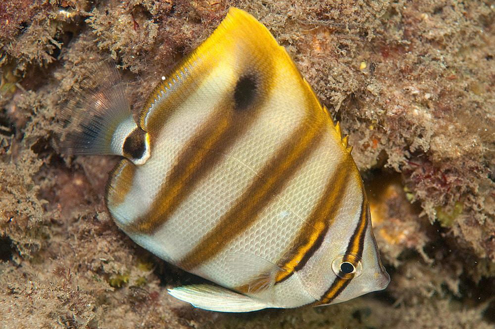 Ocellated Butterflyfish Size: 3" to 4"