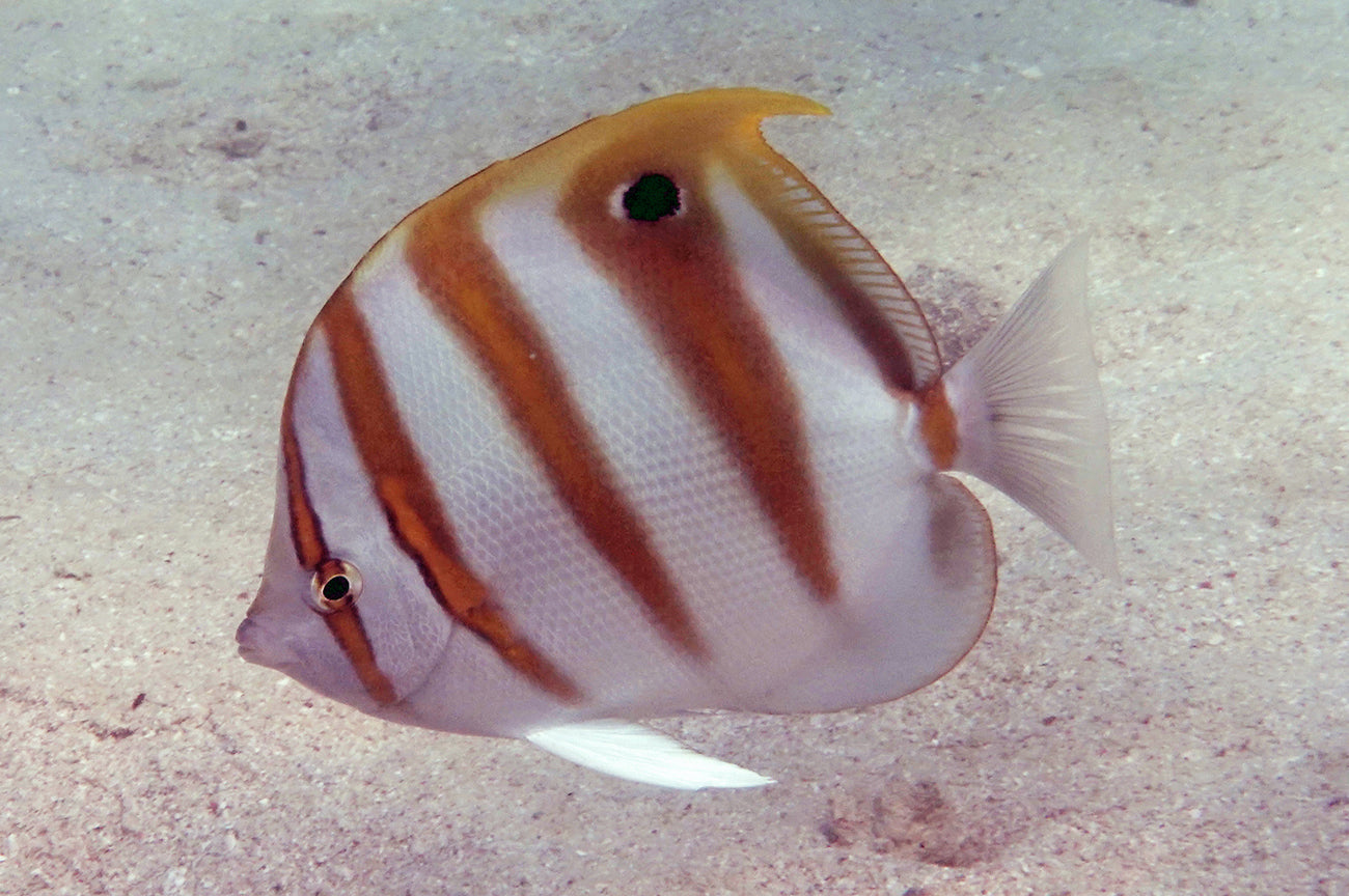Ocellated Butterflyfish Size: 4" to 5"
